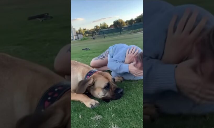Boerboel’s Love to Play #shortsfeed #boerboel #trendingvideo