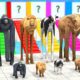 Cow Elephant Tiger Gorilla Lion 3d Animal Choose the RIGHT Animals ESCAPE ROOM CHALLENGE MYSTERY BOX
