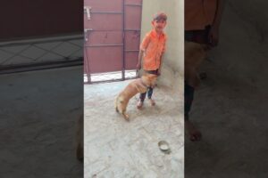 Cute dog #doglover #animals #dogowner #dog