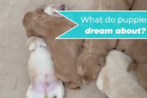 Cute puppies sleeping