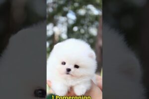 Cutest Puppies In The World🐕 || পৃথিবীর সবচেয়ে কিউট কিছু কুকুর #facts #amazingfacts #shorts