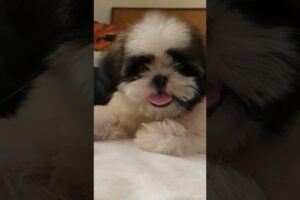 Cutest Puppy you have ever seen 🐶🐶🐕🐕 #cute #puppy #mishty #reaction