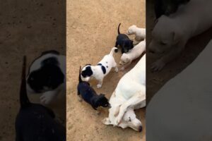 Dog playing #puppy #doglover #cute #animals #funny #doglove #dog #barking #love #shortvideo #top