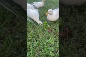 Ducks playing with water.