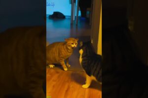 🐈 Funniest Animals 2024 🤣😅 New Funny Cats Videos 😸🐈 #Catslife Part 724