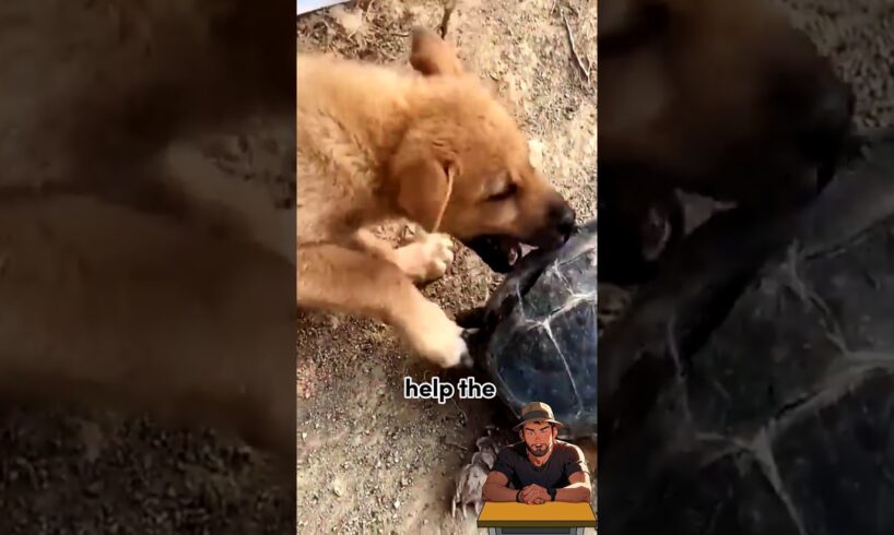 Genius way dog used to loosen the grip of snapping turtle ๐ข!