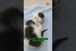 Heartwarming Moment, Rescuing a Kitten on the Roadside #animals #rescue #shortvideo #shorts