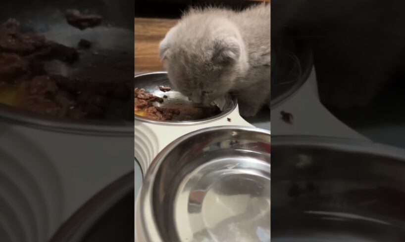 Hungry Kitten Eating Best ASMR - Cat's ASMR Eating - Cutest Kitten Video