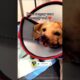 Ikra's Surgery went decently well ❤️ | Dog Rescue | Animal Rescue #shorts #RescueDog #DogRescue