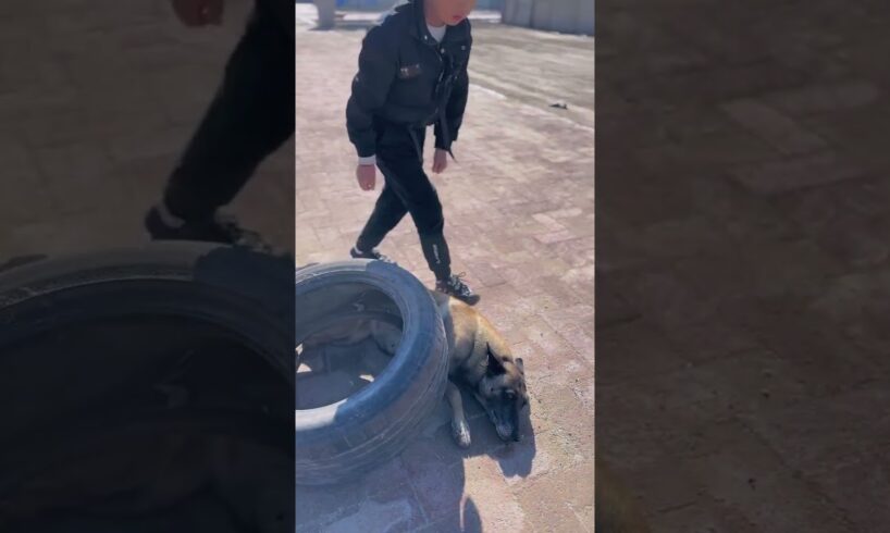 It's great to sacrifice oneself to save a dog! #shorts