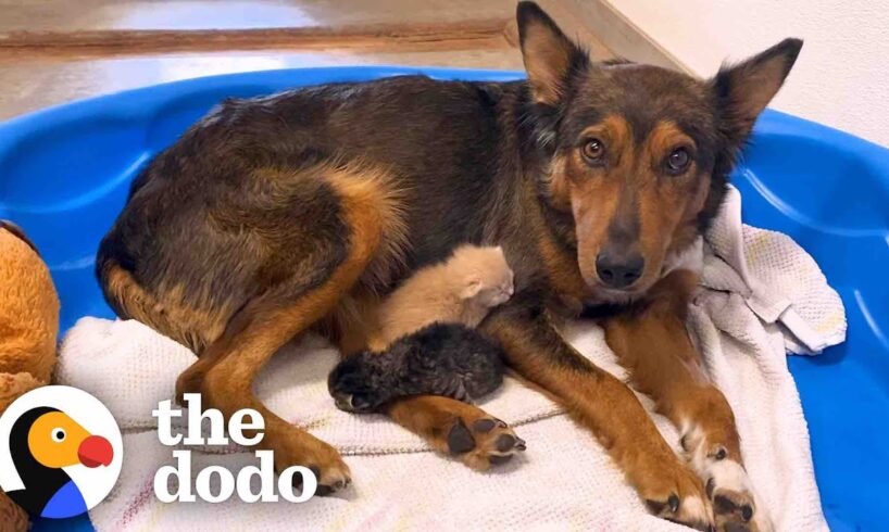 Mama Dog Who Lost Her Puppies Was Heartbroken Until She Got Kittens | The Dodo