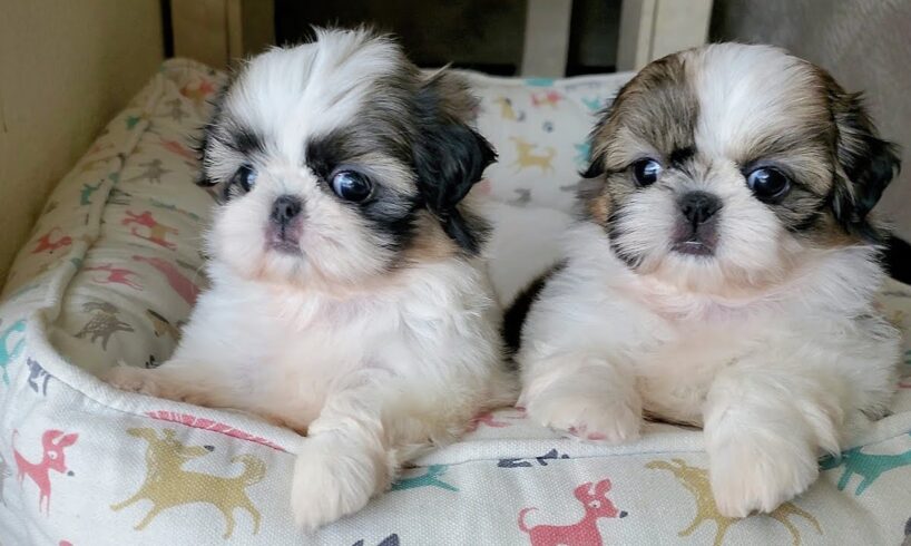 Most Adorable Shih Tzu Puppies 🐶