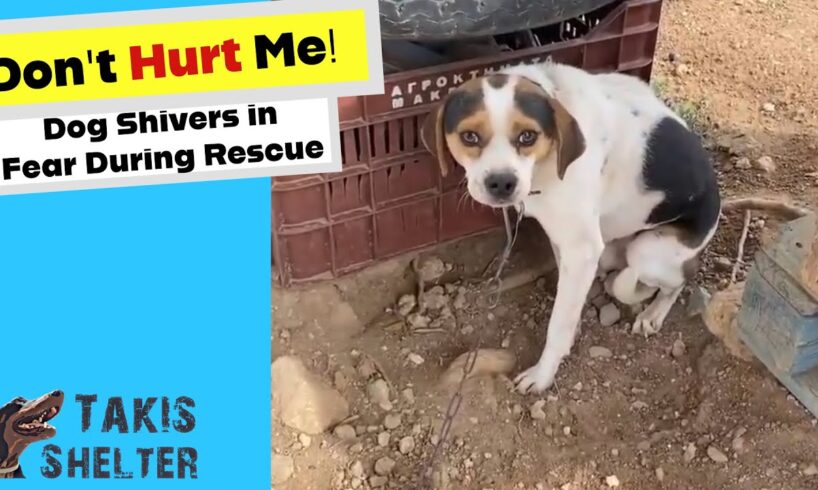 Pipino's Healing Journey: Dog Shivers in Fear during Rescue  Takis Shelter