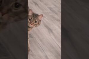 Playing sneaky with my cat 🤭