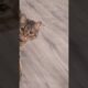 Playing sneaky with my cat 🤭