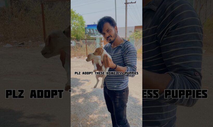 Plz adopt these homeless puppies, comment me if any interest to adopt🙏🏻 #puppies #goldenretriever