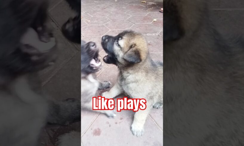 Puppies are like playing #dogismylife #straydoglove #puppiesplaying #cute #puppies #puppydog #funny