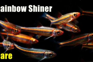 Rainbow Shiners Are Awesome! Care and Breeding