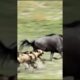 "Relentless African Wild Dogs vs. Wildebeest: Shocking Hunt Caught on Camera!"
