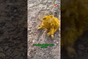 Rescuing an Abandoned Dog #animals #rescue #dog #shortvideo #shorts