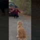 Subscribe for more videos like this #goldenretriever #puppies #doglover