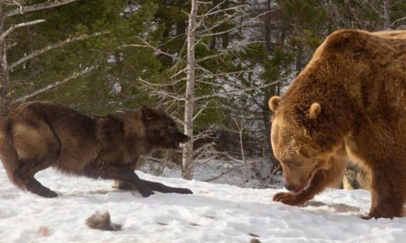 Unique Animal Fights - Part 1