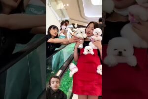 Wow amazing cute puppies #cute #baby #pomeranian #vlog #funny #tv #fnf #toys #squidgame #minecraft