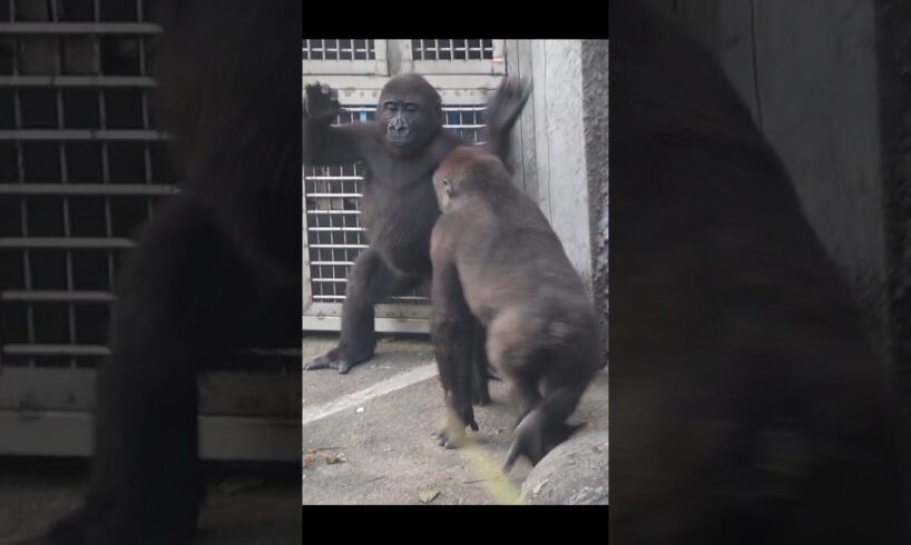 gorilla fun playing 🤣 #gorillatag #金剛猩猩 #台北市立動物園 #animals #shorts