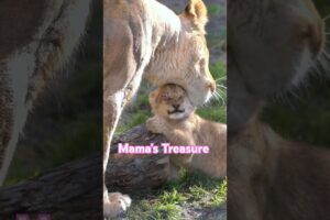 ママの宝物💎Mama's Treasure#shorts #lion #baby
