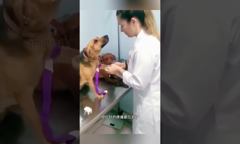 一直看着美丽的医生 #animal #animalrescue #animallover #rescue #dog