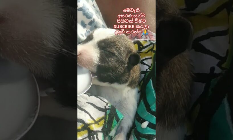 Baby dog❤Cute Puppies❤ මනුස්සකම පිරැණු අය එකතුවෙමු🙏❤ #trending #dog #love