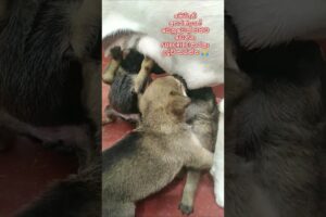 Baby dog❤Cute Puppies❤ මනුස්සකම පිරැණු අය එකතුවෙමු🙏❤ #trending #dog #love