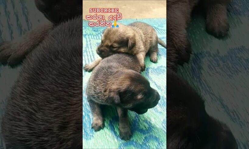 Baby dog❤Cute Puppies❤ මනුස්සකම පිරැණු අය එකතුවෙමු🙏❤ #trending #dog #love