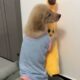 Cute Dog Collection, The World’s Cutest Puppies #dog #puppies #puppy #video #cute #cutest