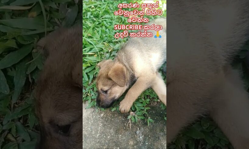 Baby dog❤Cute Puppies❤ මනුස්සකම පිරැණු අය එකතුවෙමු🙏❤ #trending #dog #love