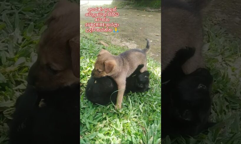 Baby dog❤Cute Puppies❤ මනුස්සකම පිරැණු අය එකතුවෙමු🙏❤ #trending #dog #love