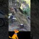🏍️Full Throttle Hill Climbs: 🌄 | Unforgettable Triumphs & Fails 😱 #shorts