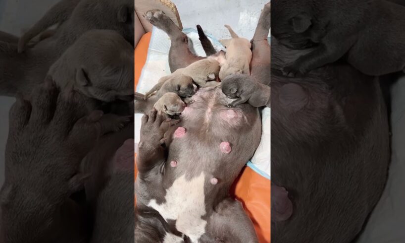 Cute Puppies Drinking Breast Milk #puppy #cutepuppy #puppyvideos