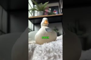 A duck that is happy when it sees money  #animals #animallover #petswildatheart #cute