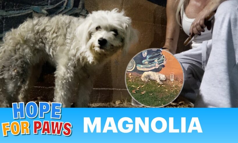 A homeless dog was hit by a car and collapsed at a nearby park.