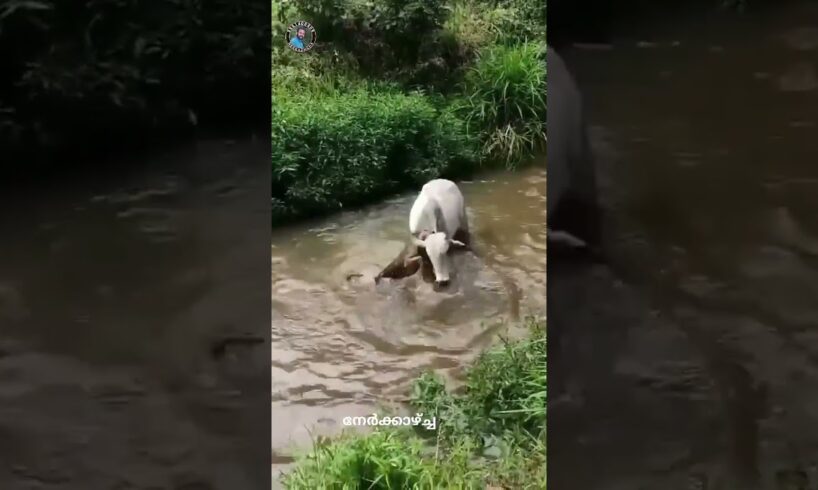 Animal fights