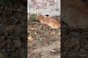 Animal rescue video || Animal's Lover videos, भगवान् किस कसूर की दी है मुझे सजा #natural video