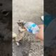 Animals Helping Other Animals#shorts