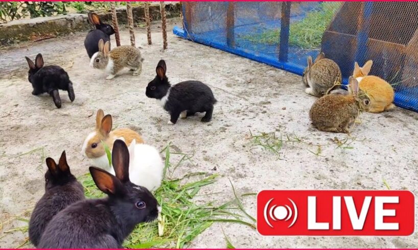 Baby Animals Playing, Feeding Activities | Bunny Rabbit Special Live 😍