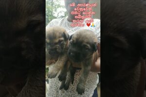 Baby dog❤Cute Puppies❤ මනුස්සකම පිරැණු අය එකතුවෙමු🙏❤ #trending #dog #love