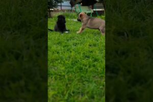CUTE  PUPPIES PLAYING 😍🤩 #doglover #dog #pets #youtubeshorts #puppy #playingdog
