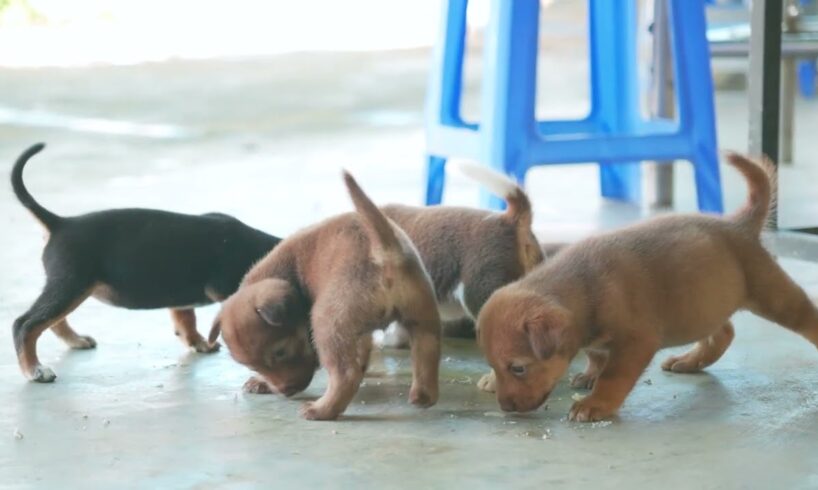 CUTEST Puppies! 🐶💕 | Những chú chó con đáng yêu