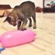 Cat Reaction to Playing Balloon - Funny Cat Balloon Reaction Compilation 2019
