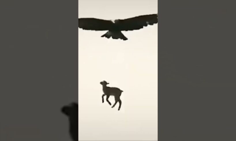 Craziest Animal Fights