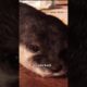 Crying little otter 🦦 #rescue #animals #shortvideo #cute